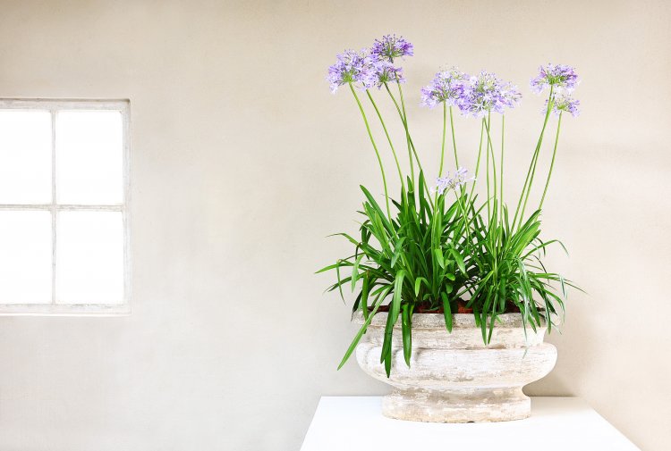 antique vase of french limestone