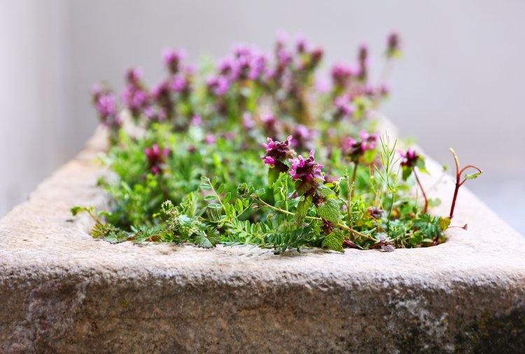 antique trough