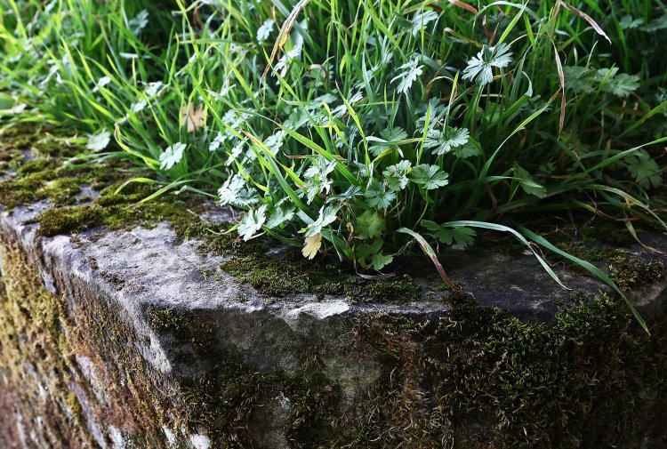 antique trough